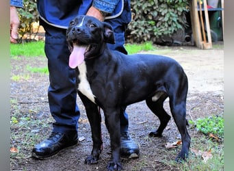 Charwen - Power auf vier Pfoten