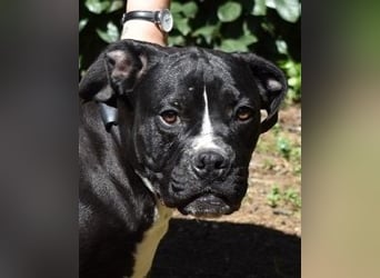 Charwen - Power auf vier Pfoten