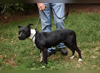 Karis - Feine Hundedame in extravagantem Kleid