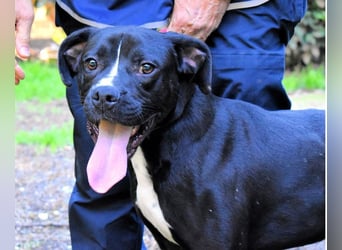 Charwen - Power auf vier Pfoten