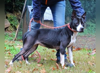 Aretusa - sieht so ein chancenloser Hund aus?