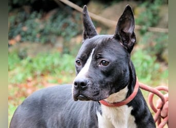 Aretusa - sieht so ein chancenloser Hund aus?