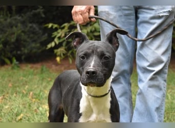 Karis - Feine Hundedame in extravagantem Kleid
