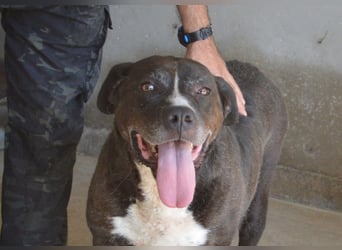 Bolivar - Vier Pfoten für ein Halleluja!