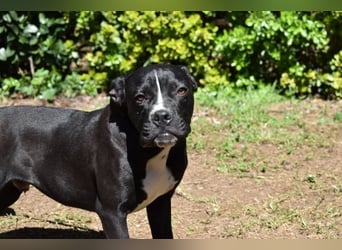 Charwen - Power auf vier Pfoten