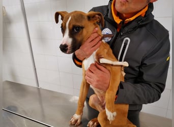 Ruben - Gastfreundschaft und Charme
