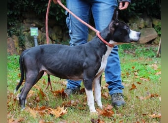 Aretusa - sieht so ein chancenloser Hund aus?