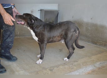 Bolivar - Vier Pfoten für ein Halleluja!