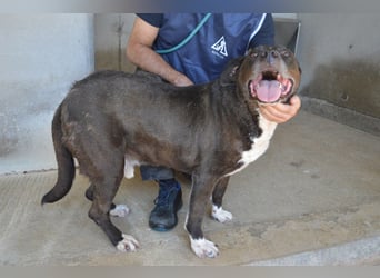 Bolivar - Vier Pfoten für ein Halleluja!