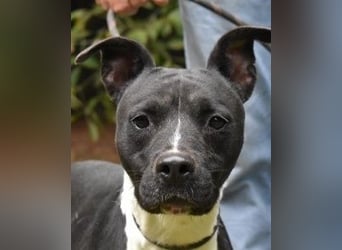 Karis - Feine Hundedame in extravagantem Kleid
