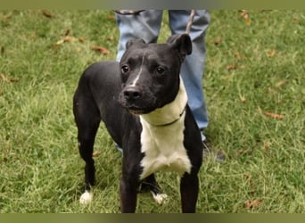Karis - Feine Hundedame in extravagantem Kleid