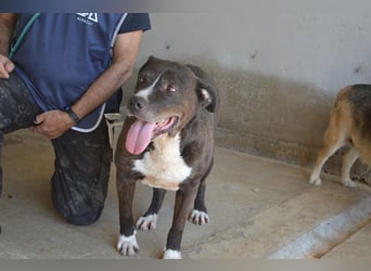 Bolivar - Vier Pfoten für ein Halleluja!