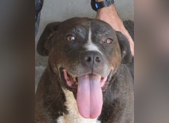 Bolivar - Vier Pfoten für ein Halleluja!