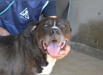 Bolivar - Vier Pfoten für ein Halleluja!