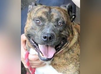 Durgesh - Stark, treu und immer übersehen