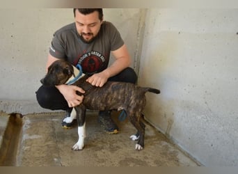 Aiko - Zwei Brüder auf der Suche nach Geborgenheit
