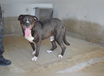 Bolivar - Vier Pfoten für ein Halleluja!