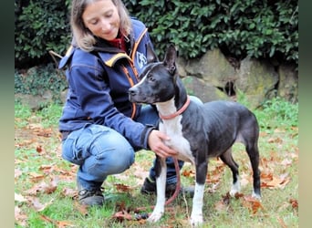 Aretusa - sieht so ein chancenloser Hund aus?