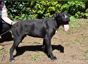 Charwen - Power auf vier Pfoten