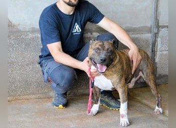 Durgesh - Stark, treu und immer übersehen