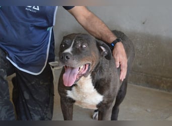 Bolivar - Vier Pfoten für ein Halleluja!