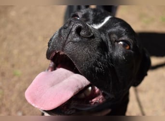 Charwen - Power auf vier Pfoten