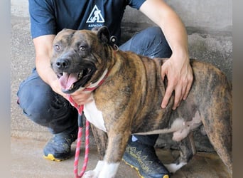 Durgesh - Stark, treu und immer übersehen