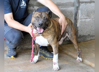 Durgesh - Stark, treu und immer übersehen