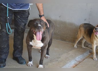 Bolivar - Vier Pfoten für ein Halleluja!