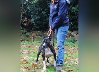 Aretusa - sieht so ein chancenloser Hund aus?