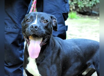 Charwen - Power auf vier Pfoten