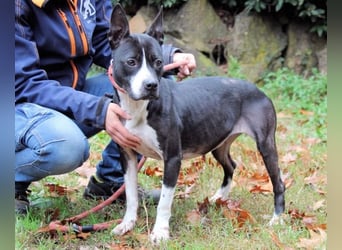 Aretusa - sieht so ein chancenloser Hund aus?