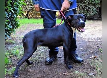 Charwen - Power auf vier Pfoten