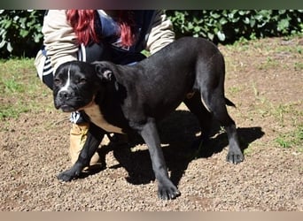 Charwen - Power auf vier Pfoten