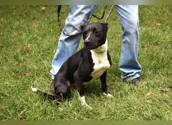 Karis - Feine Hundedame in extravagantem Kleid