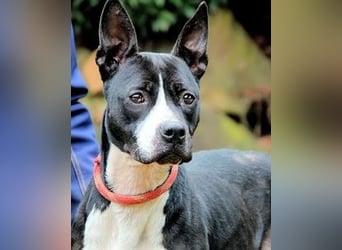 Aretusa - sieht so ein chancenloser Hund aus?