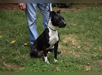 Karis - Feine Hundedame in extravagantem Kleid