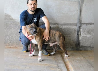 Durgesh - Stark, treu und immer übersehen