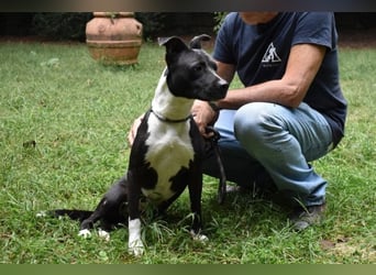 Karis - Feine Hundedame in extravagantem Kleid