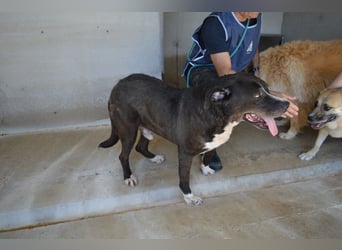 Bolivar - Vier Pfoten für ein Halleluja!