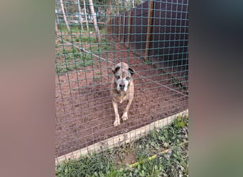 Zara sucht Pflege- oder Endstelle