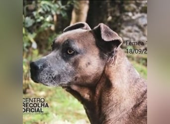 Zara - Vierbeiner sucht ihre Zweineiner