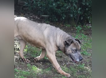 Zara - Vierbeiner sucht ihre Zweineiner