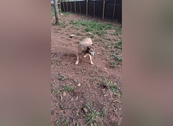 Zara sucht Pflege- oder Endstelle