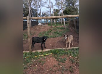 Zara sucht Pflege- oder Endstelle