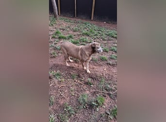 Zara sucht Pflege- oder Endstelle