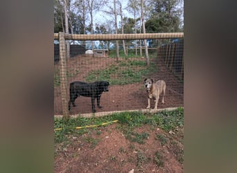 Zara sucht Pflege- oder Endstelle