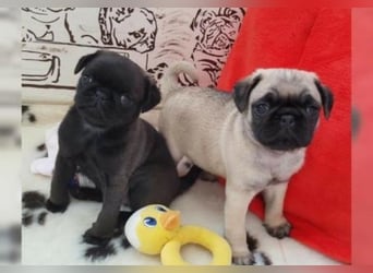 Mops   Hündin – geimpft, entwurmt, gechipt, mit EU-Heimtierausweis