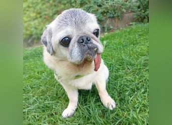 Kiba - Mops-Omi