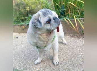 Kiba - Mops-Omi